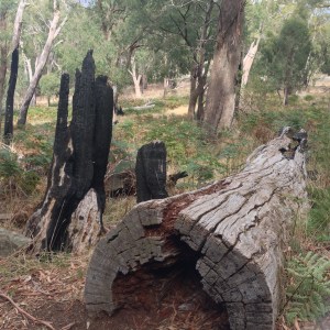 Countryside Victoria